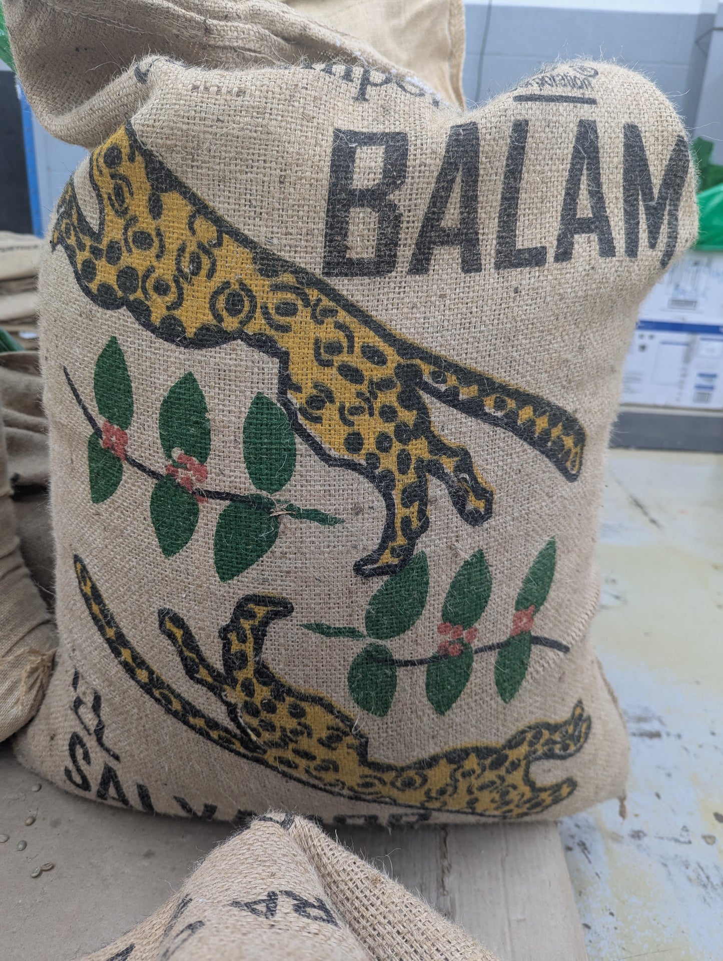 El Salvador Santa Ana Jaguar